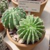 Echinopsis_ obrepanda